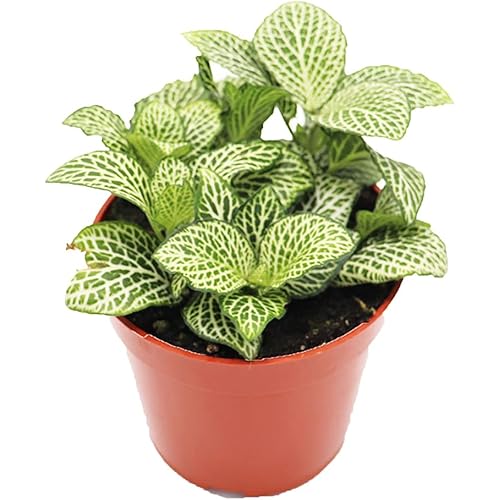 White Nerve Fittonia - 4" from California Tropicals