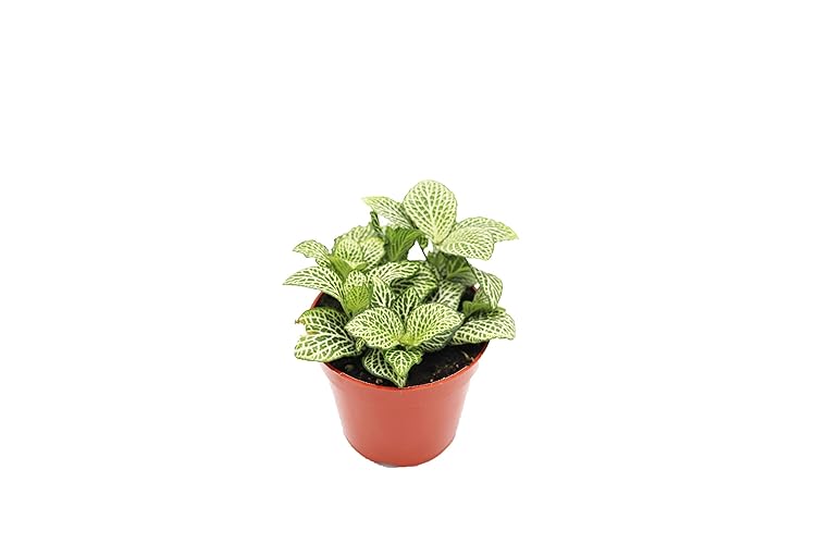 White Nerve Fittonia - 4" from California Tropicals - White Nerve Fittonia - 4"