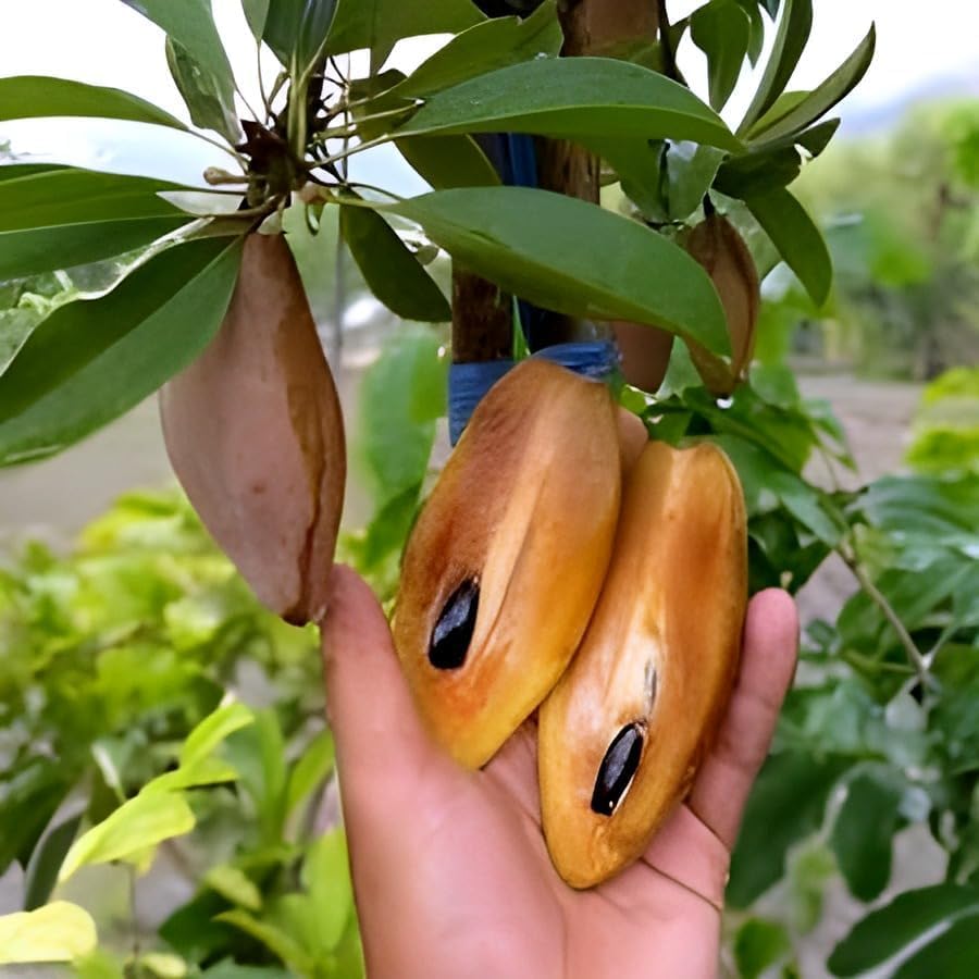 Image of Thai All Time Langcha Sapota || Chiku || Sobeda inchGRAFTED inch Hybrid Variant Plant (Fruit After 6 Month to 8 Month) Pack of 1 Healthy Live plant for Home Tree Garden