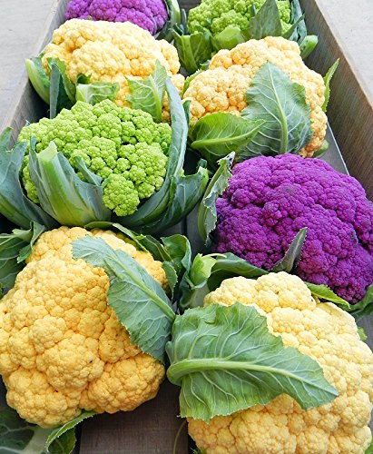This is A Mix 50 Cauliflower Mix Seeds Heirloom Non-GMO 4 Varieties Purple Green Yellow Delicious, Brassica oleracea, from USA - Thumbnail 6