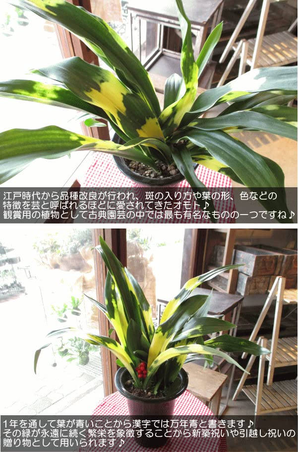 Amazon｜万年青 オモト 宝船おもと 宗石 5.5号鉢サイズ 鉢植え たから