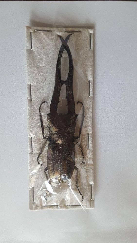 メタリフェル　大中小セット　標本 オプション選択可商品】＜定番＞メタリフェルホソアカクワガタ(レア