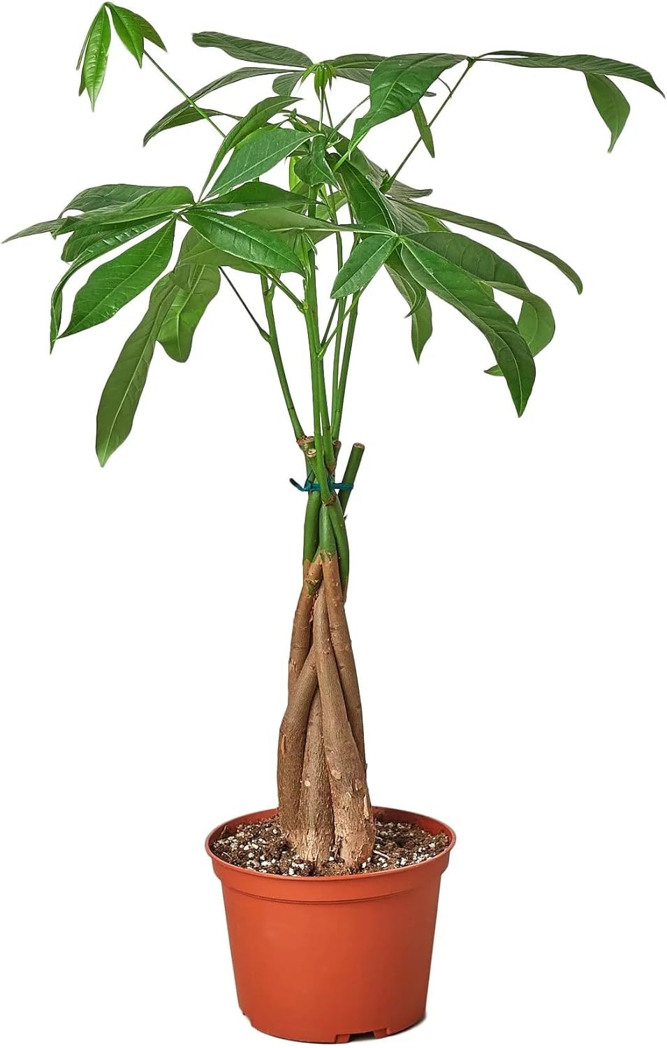 Money Tree 'Guiana Chestnut' Pachira Braid | Live Plant for Indoor & Outdoor | for Living Room, Office, Bathroom | (4" Pot)
