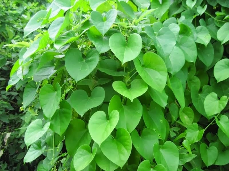 Lakshita Live Giloy Immunity Booster Plant - Tinospora Cordifolia Guduchi, Moonseed, Giloy Medicinal and Natural Plant (1 Plant, 1 Pot) (B0B1VG1CM7) Amazon Price History, Amazon Price Tracker