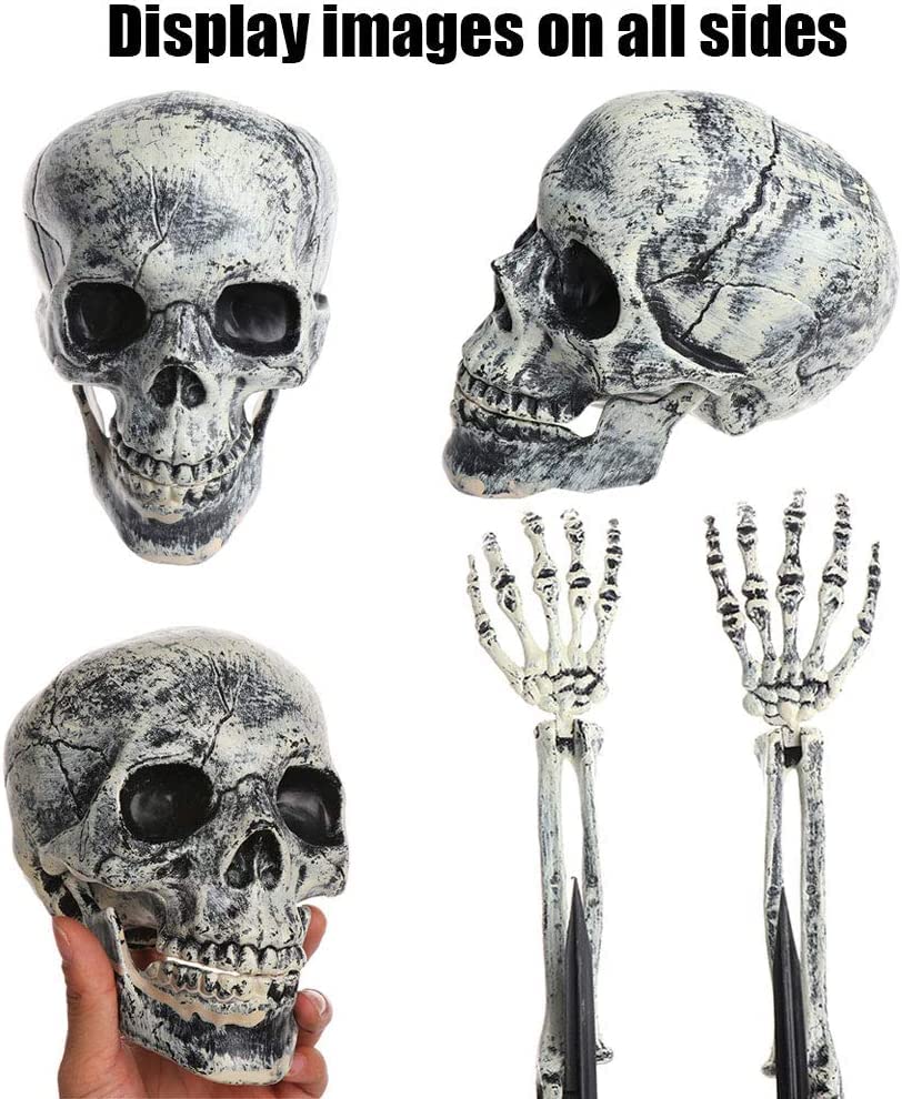 Halloween Skeletten Kopen | Griezelige Decoratie bij Halloween Skeletten Kopen | Griezelige Decoratie bij