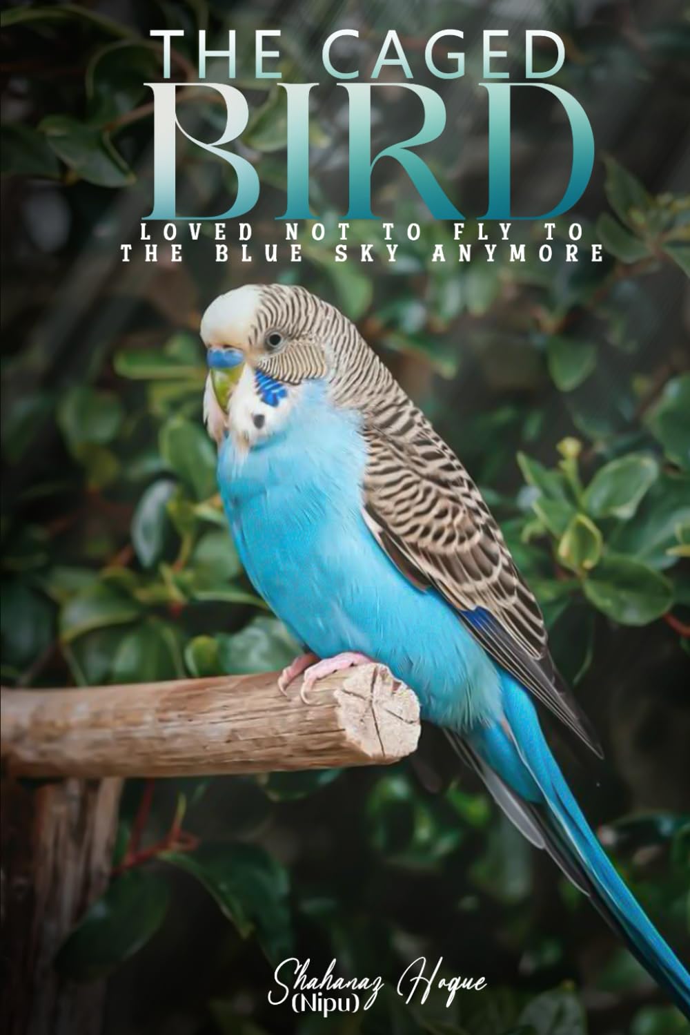 The Caged Bird: Loved Not to Fly to the Blue Sky Anymore