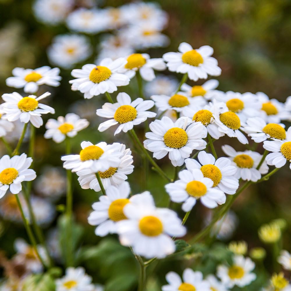 Camomile Seeds (Matricaria Chamomilla) – Aromatic Herb Flowers for Tea – Easy to Grow, High Yield Italian Variety