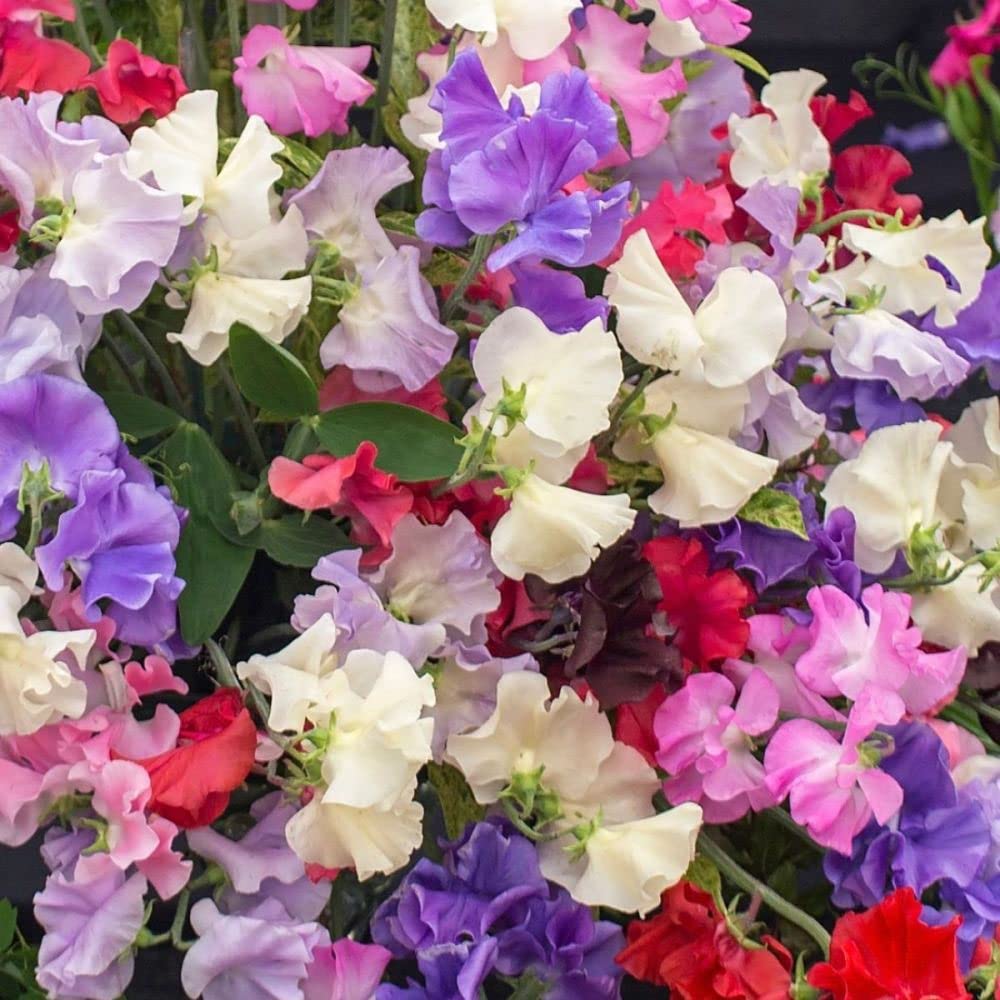 Nature Mayaa Sweet Peas Sweet Smelling Flowers Flower Seeds Hybrid Seeds For Balcony Garden [Home Garden Seeds Eco Pack] Plant Seeds (B0BDWW1S4H) Amazon Price History, Amazon Price Tracker