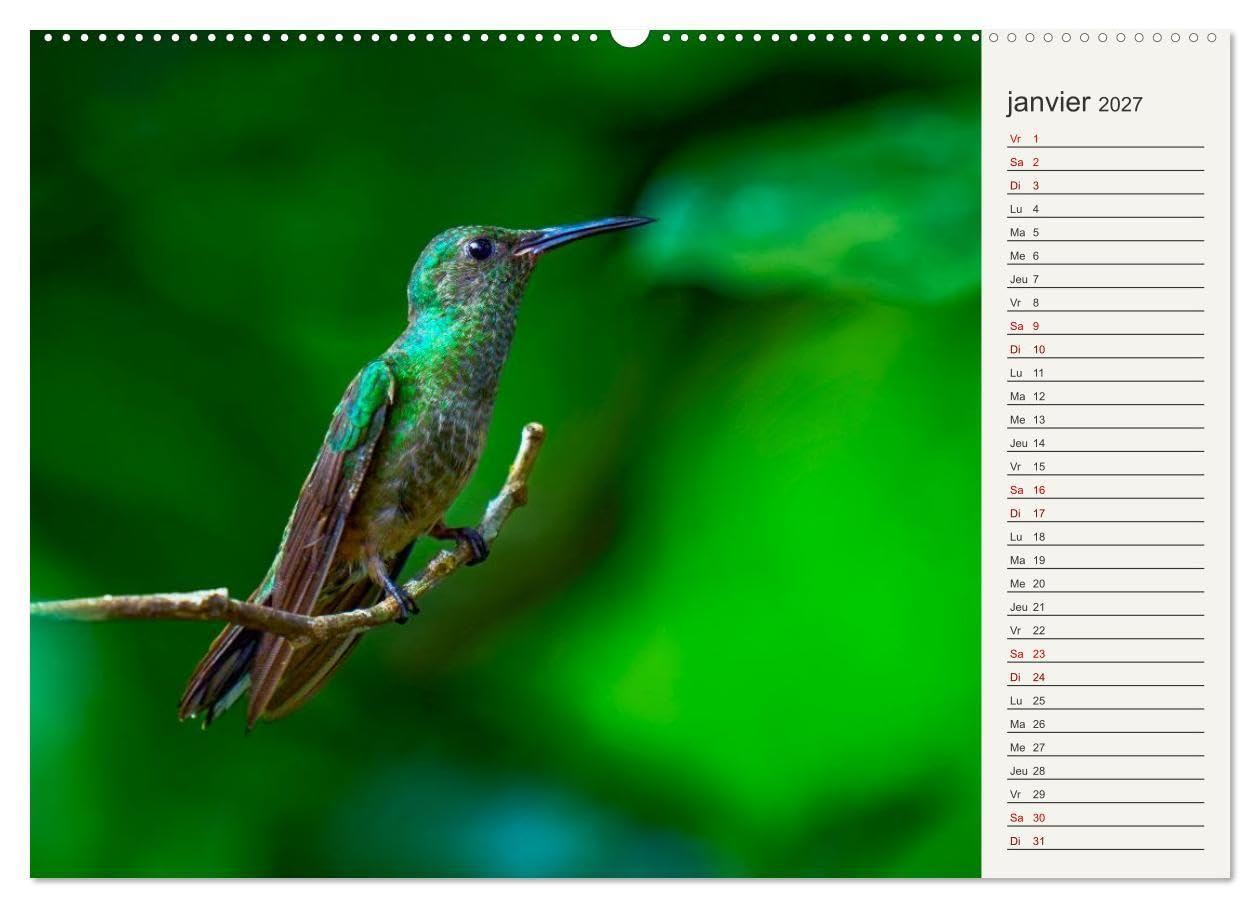 Colibris - éclats de nature (Calendrier mural haut de gamme 2027 DIN A2 vertical), CALVENDO calendrier mensuel: Joyaux de la forêt tropicale