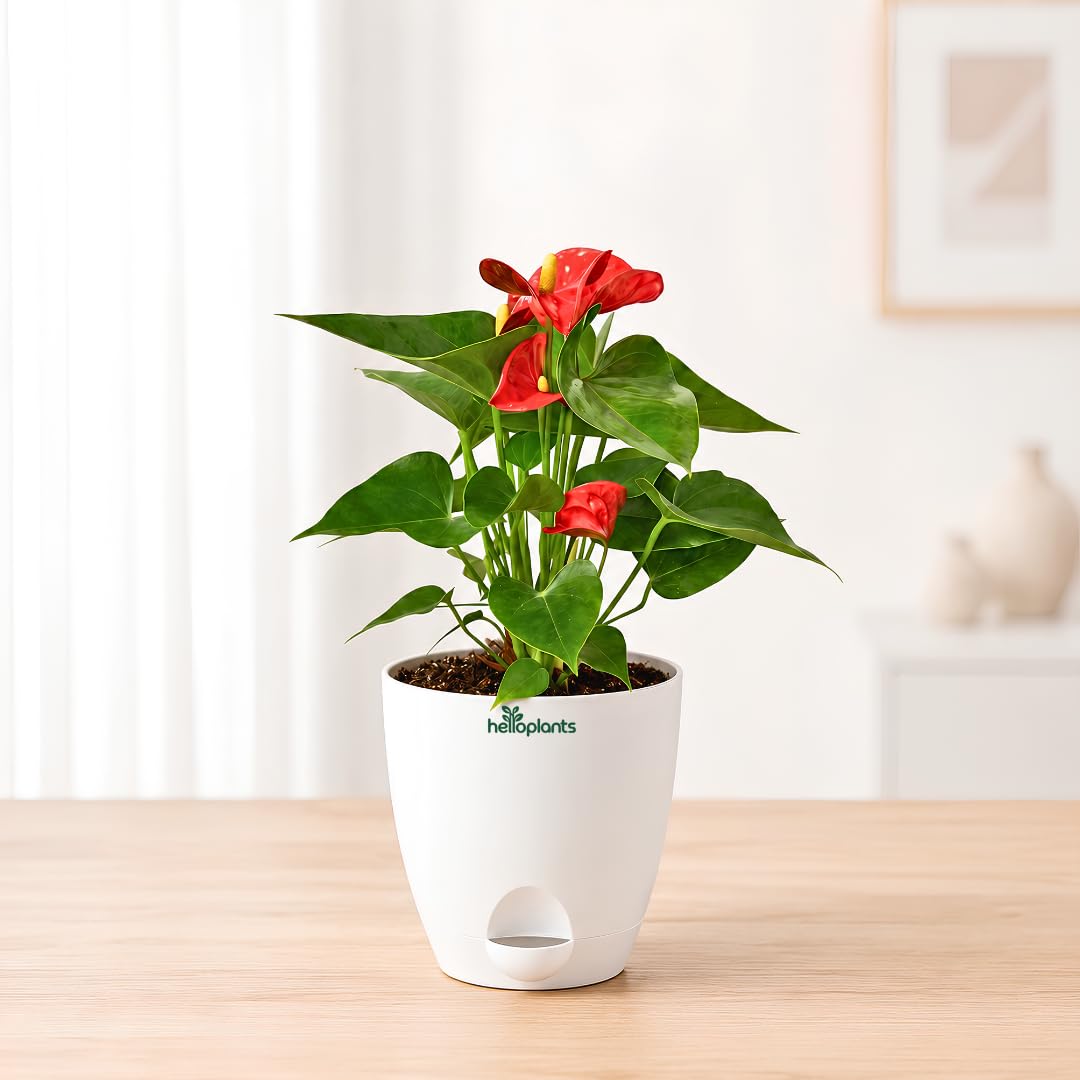 Anthurium Flamingo Flower Red Anthurium Live Indoor Plant Exotic Statement Blooms for Home Decor in a 4-Inch Self-Watering Matte White Pot-image-44