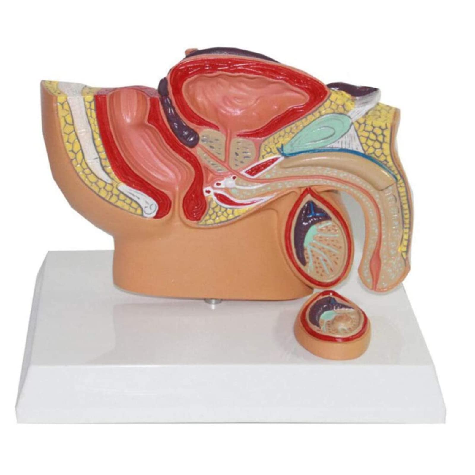 XHLLX Male Prostate Model Pelvic Testis Anatomical Median Sagittal Section Reproductive System Models for Doctor Patient Communication Medical Educational Training Aid