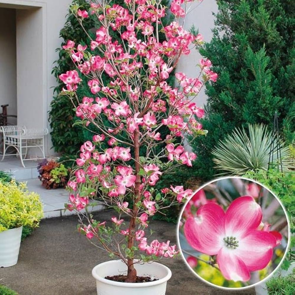 はなみず　1225 Amazon.co.jp: 花木苗 ハナミズキ レッドビューティー 1株 / 国