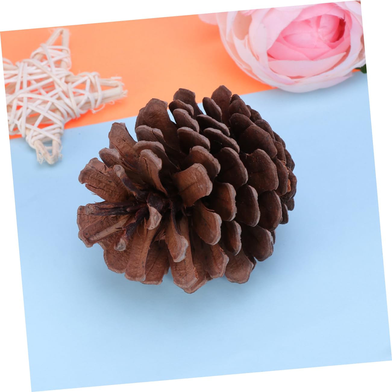 50 Stück Große Natürliche Tannenzapfen 6-8cm für Weihnachten