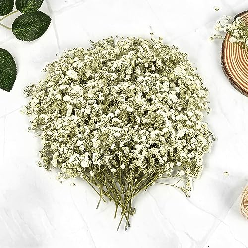145 Piezas Flores Secas Naturales Gypsophila Paniculata Flores Prensadas Flores Secas Manualidades para Joyería de Resina Bricolaje Manualidades Resina álbumes de Recortes