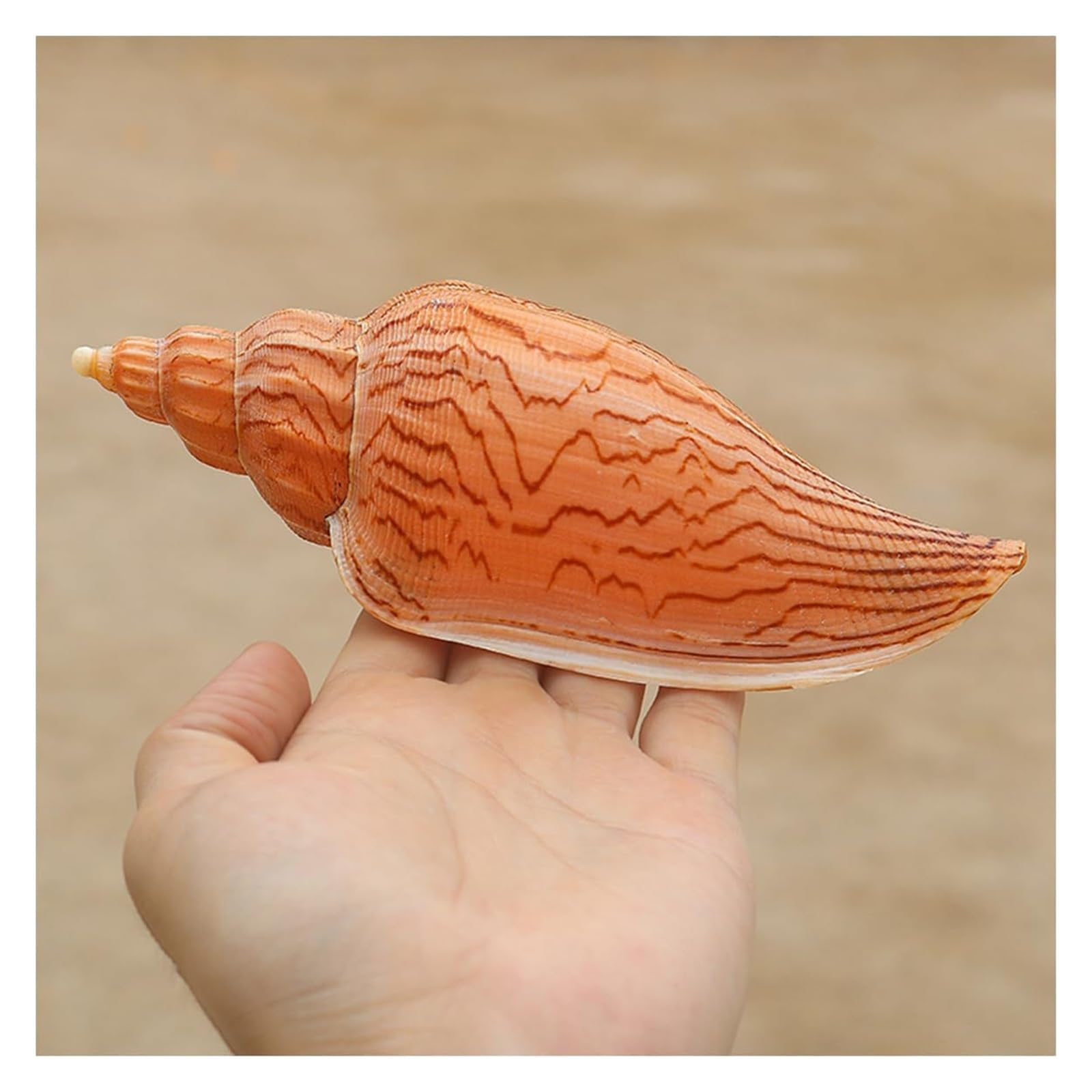 YKMYXZ shells， 15-16 Cm Jumbo Seashells Perfect for Wedding Party, Home Decorations, Fish Tank