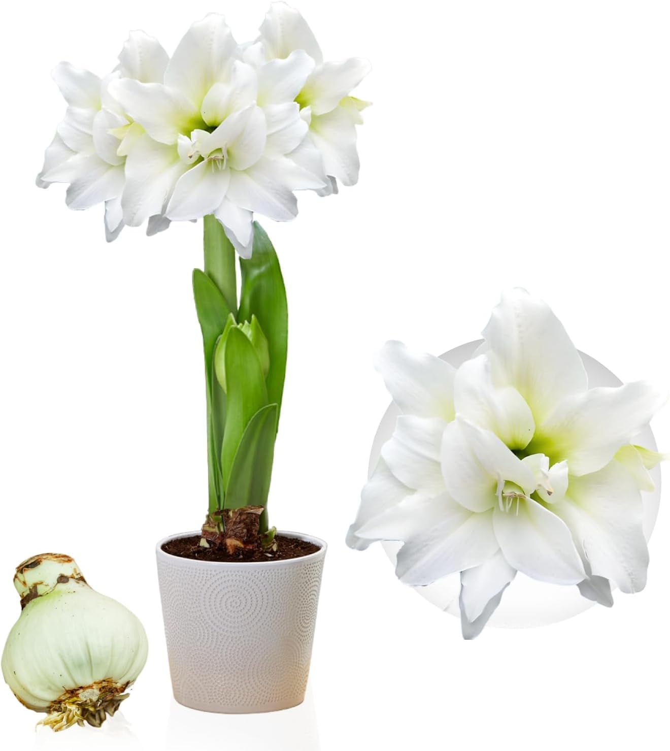 Bulbo Amaryllis Picotee Olandese - Fiore Grande Per Interni | Senza Semi E Non Artificiale - Foto 6