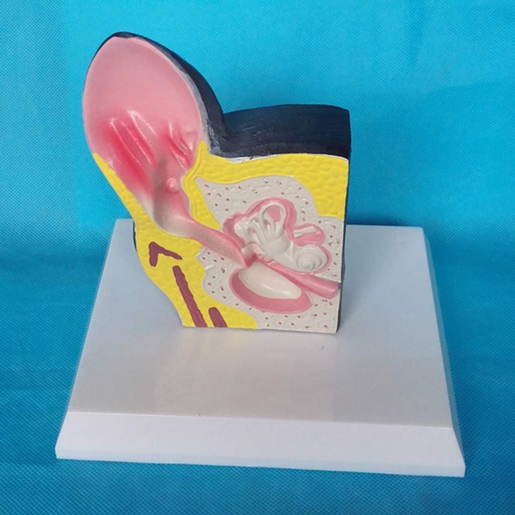 Model edukacyjny Psie ucho Anatomiczny model Zwierzęcy organ Model Pvc Materiał Medyczny Anatomiczny model Psie ucho Do Weterynaryjnej Medycznej Pomocy Edukacyjnej, Modele Medyczne
