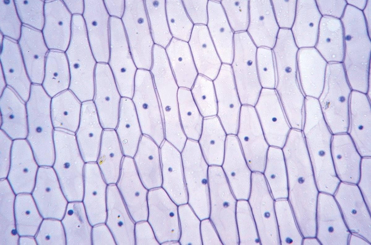 顕微鏡プレパラート 上野科学社製 植物組織 74種 顕微鏡プレパラート
