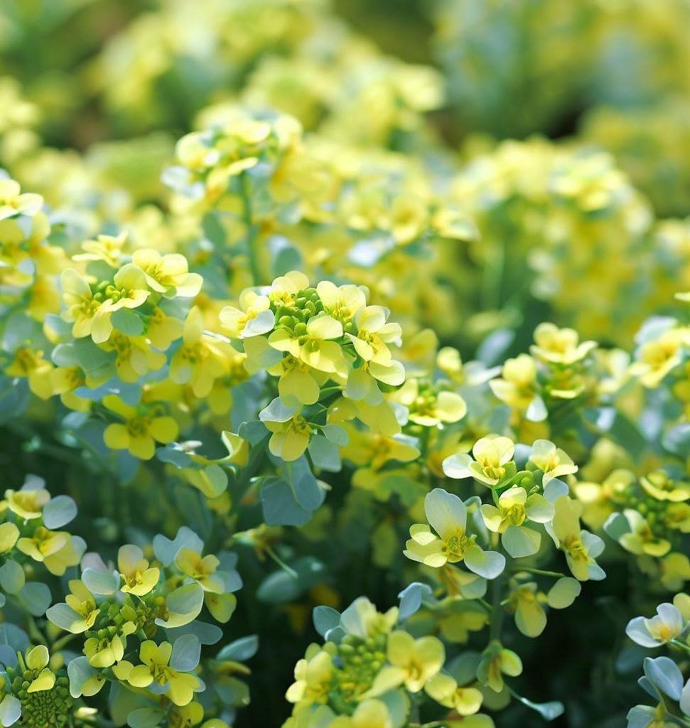Cress, Upland (Barbarea Verna) Herb Seeds, Fast Grower, Bold, Peppery Taste, Cold Hardy, Eco-Friendly Crop, High Yields, Seeds by MySeeds.Co, You Choose The Amount (1/2 LB)