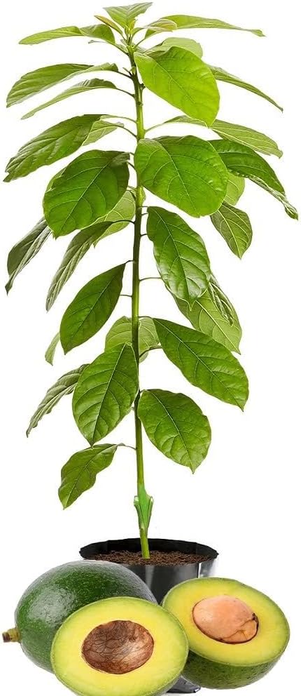 Care Live Dwarf Avocado Fruit Plant Mexican Variety Plants Avocado Plant - (Set Of 1) Live Plant