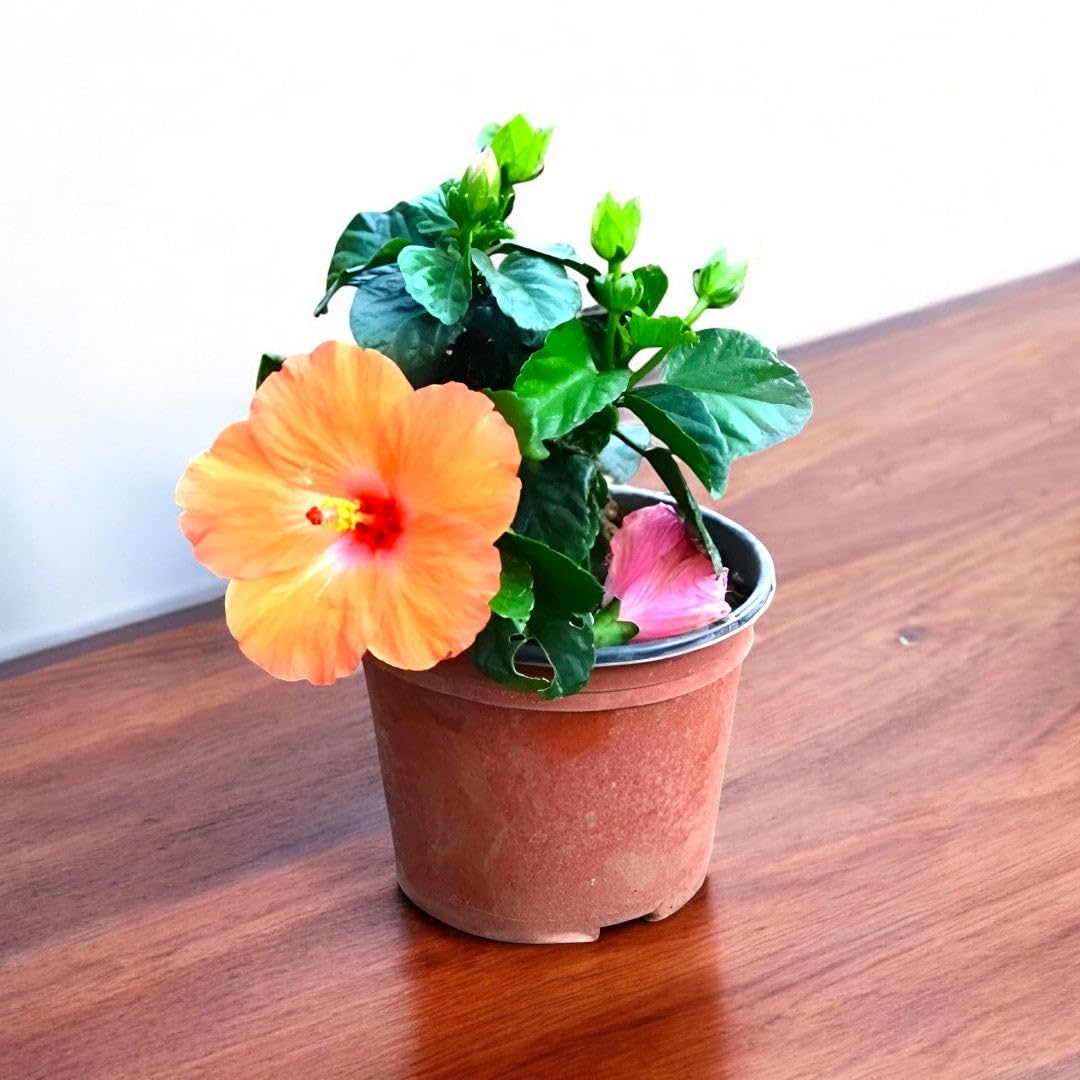 Nursery Plants Live Hibiscus Dwarf Orange Jumbo Plant - Jaswand, Gudhal-picture-16