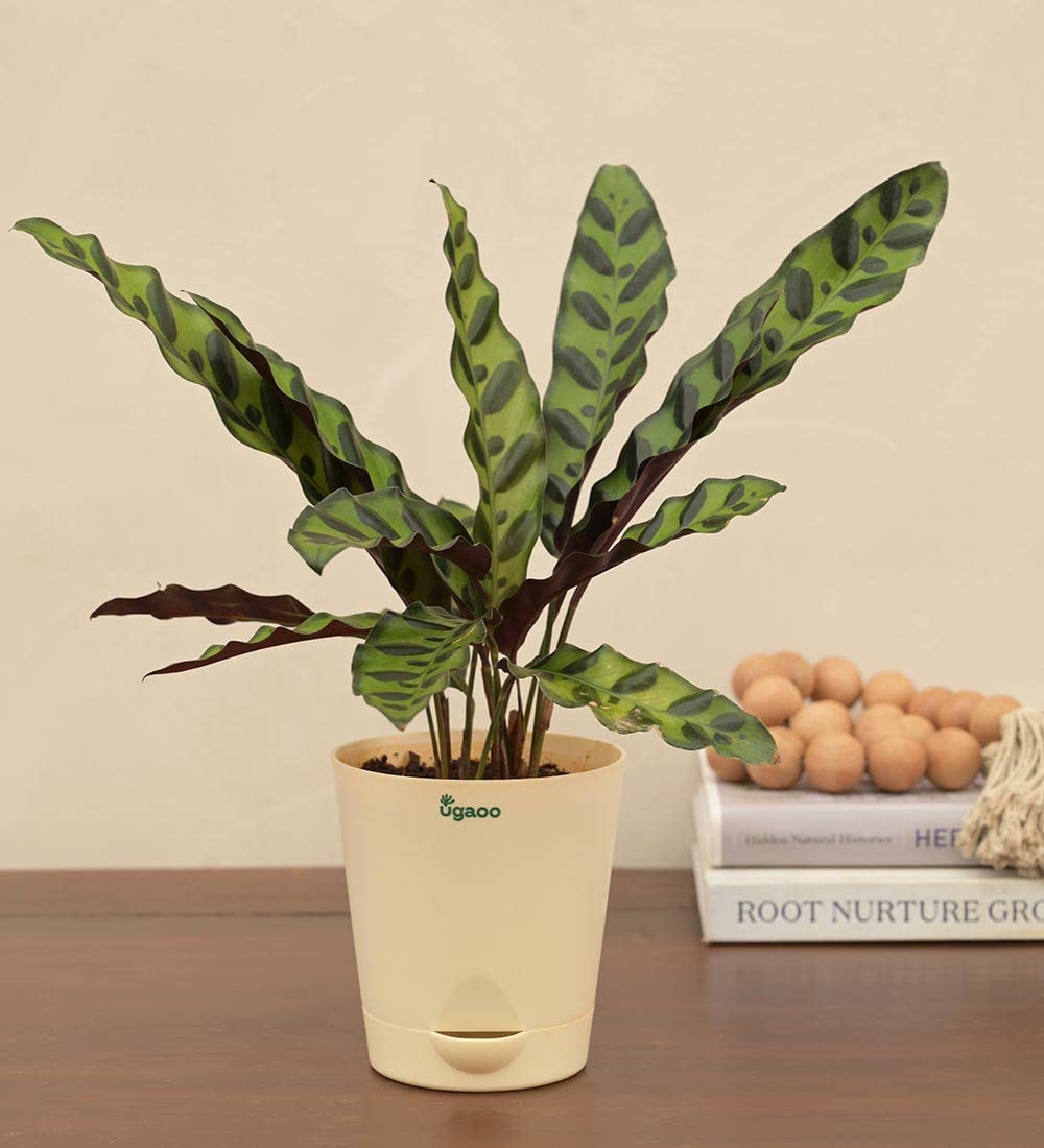 UGAOO Calathea Rattlesnake Plant Natural Live Indoor Plant with Pot (B09PF2H1PL) Amazon Price History, Amazon Price Tracker