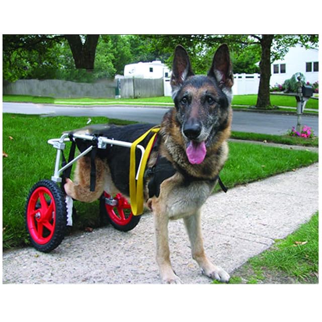 Foto 7 de 7 de Soporte Auxiliar Grande Silla De Ruedas Paralizada Perro Discapacitado Aleación De Aluminio Ultra Ligero…