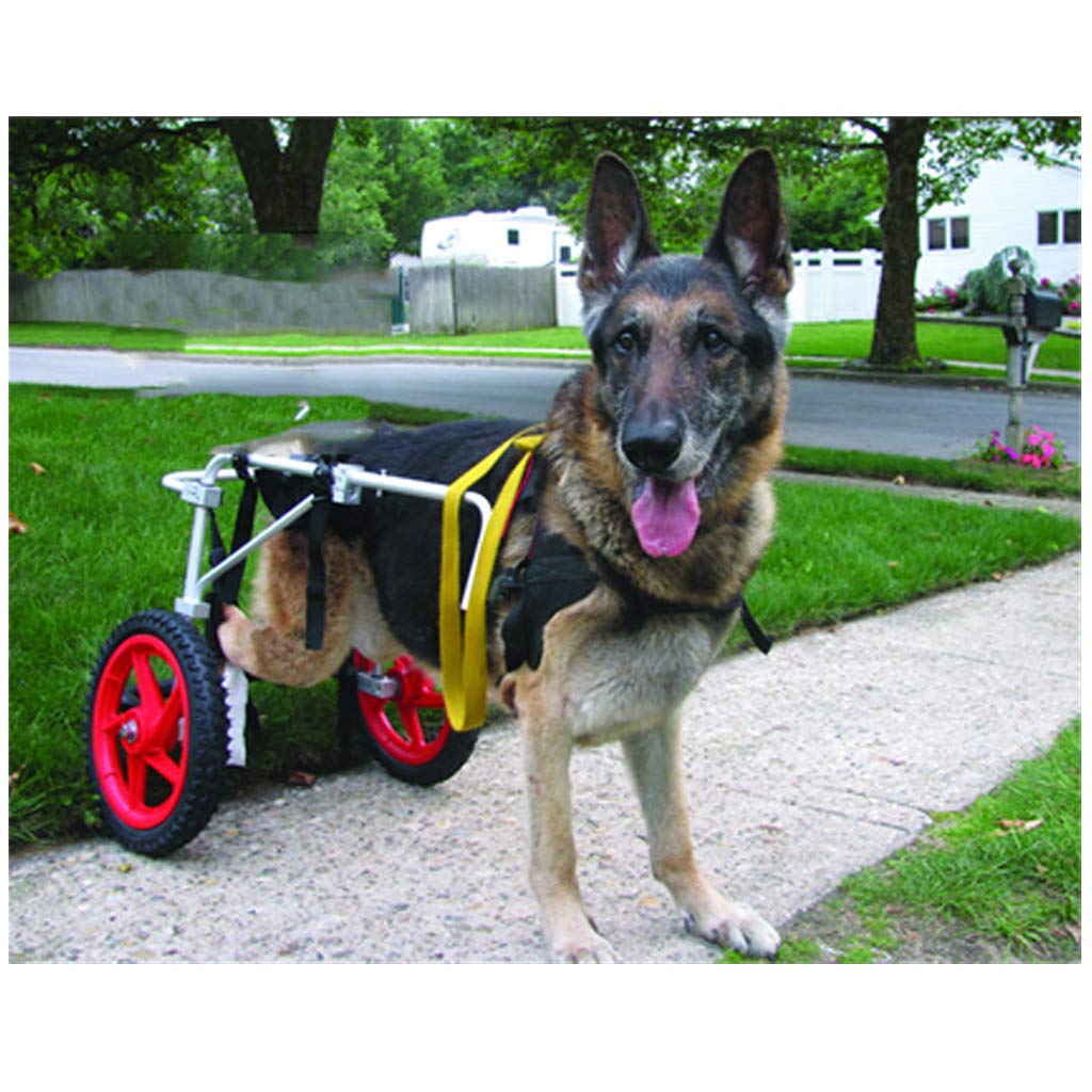 Réglable Fauteuil Roulant pour Chien/Animaux Handicapés，Animaux De Compagnie Poids Léger Facile à Assembler Chariot pour Chien Réadaptation des Pattes Arrière pour Petit Chien(Size:L)