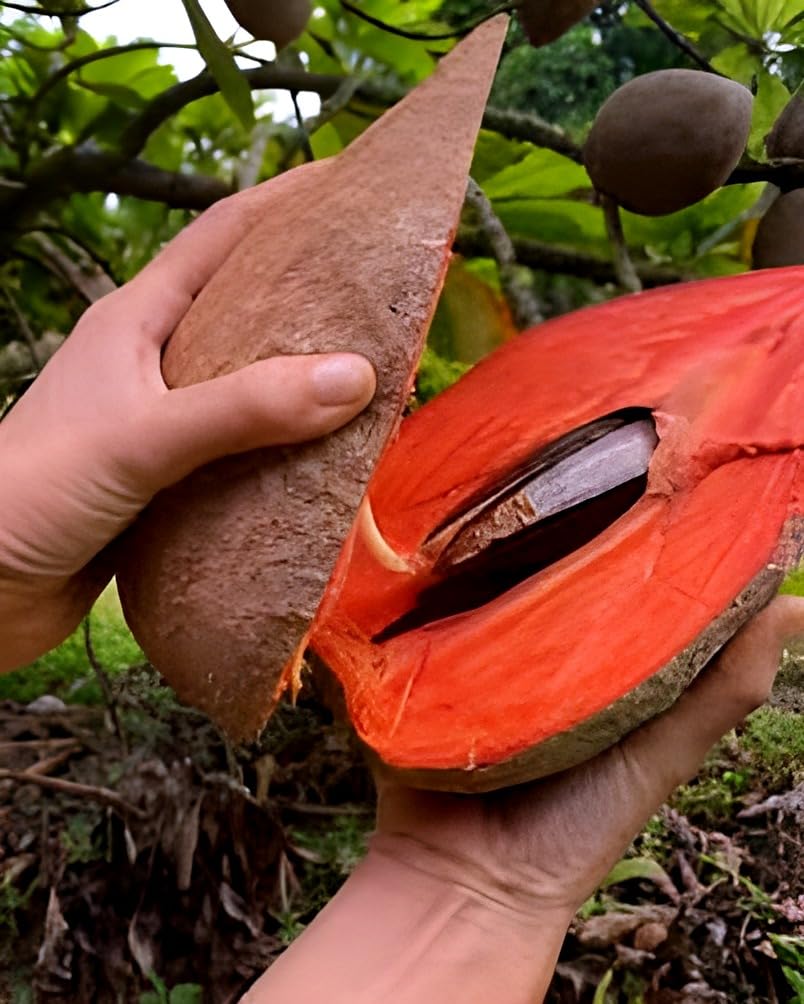SEILOZBUNIA FARM-Very Testy & Sweet Original Hybrid (Red) Mamey Sapota Fruit/Mamey Chikoo plant || For home garden fruit outdoor indoor plant (B0D1CF1NT8) Amazon Price History, Amazon Price Tracker