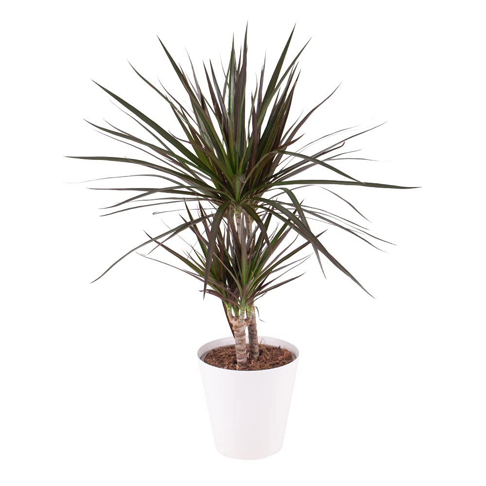 eiben online kaufen Taxus baccata main image 1