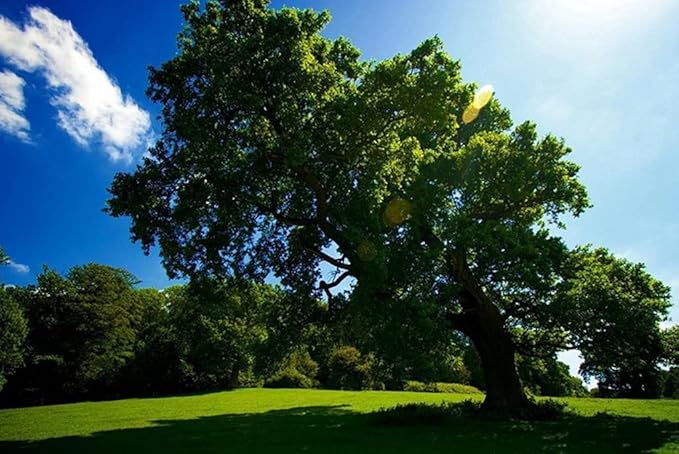 Amazon Co Jp A0 特大 ポスター 軽い夏の木陰の太陽のパッチ キャンバスフォトアートプリントポスター 写真の壁の装飾 A0 11x841mm ホーム キッチン