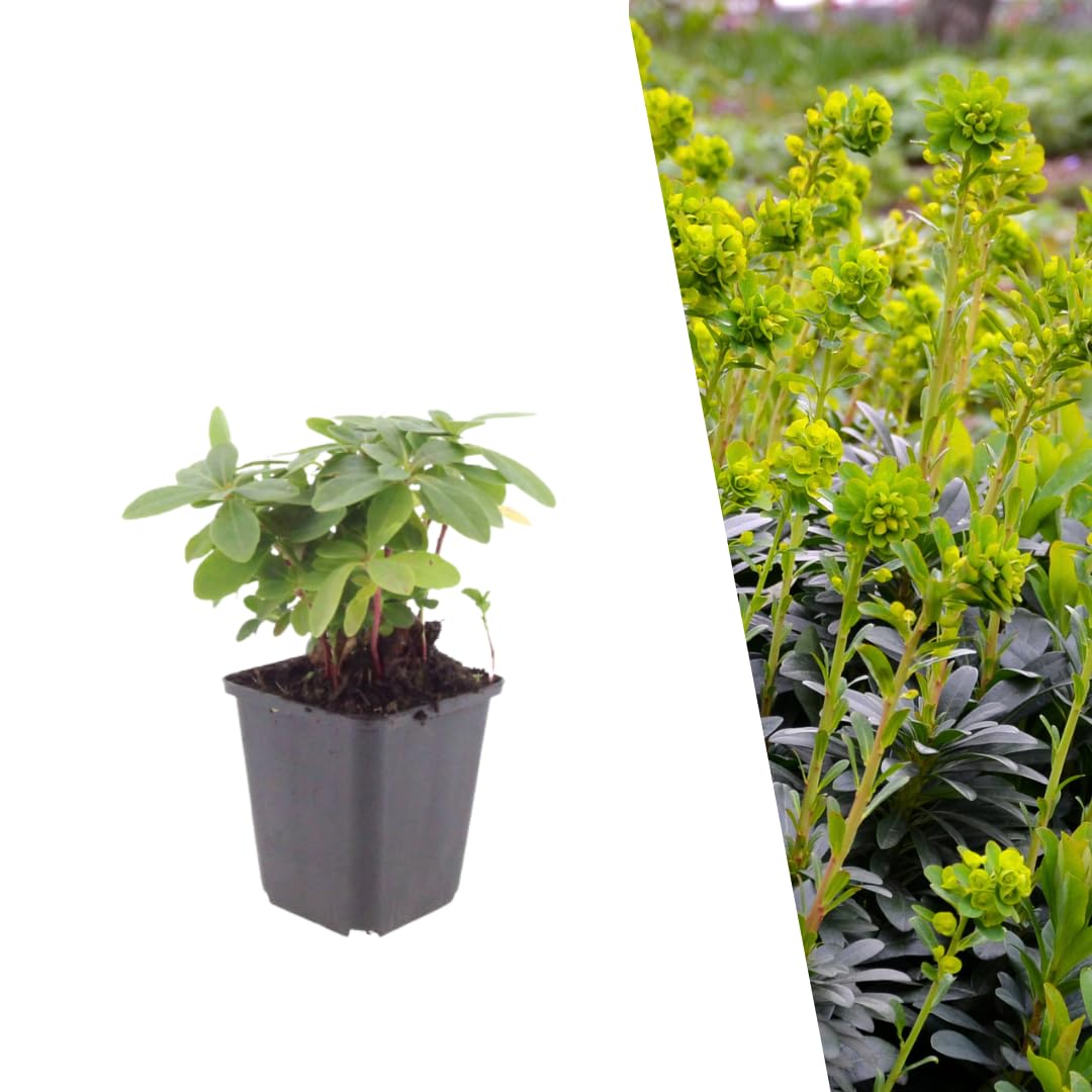 Plants by Frank Euphorbia Amygdaloides Robbiae, 12 plantes, Ø 9 cm