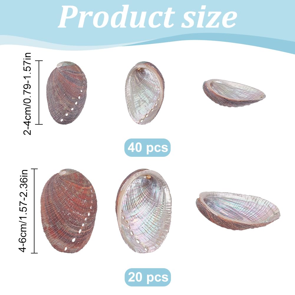 WEBEEDY 60 conchiglie naturali di abalone, 2 misure, piccole conchiglie naturali selezionate a mano, conchiglie di abalone naturali lucide, decorazione per la casa (2-4 cm, 4-6 cm)