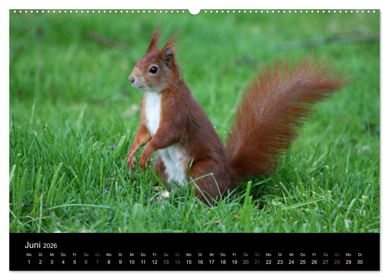 Eichhörnchen (hochwertiger Premium Wandkalender 2026 DIN A2 quer), Kunstdruck in Hochglanz: Gattung der Hörnchen-Familie (CALVENDO Tiere)