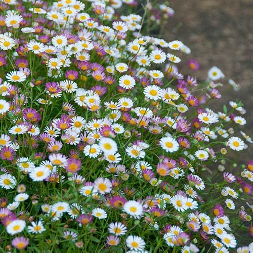 100pcs Erigeron Karvinskianus Flower Seeds for Planting Mixed
