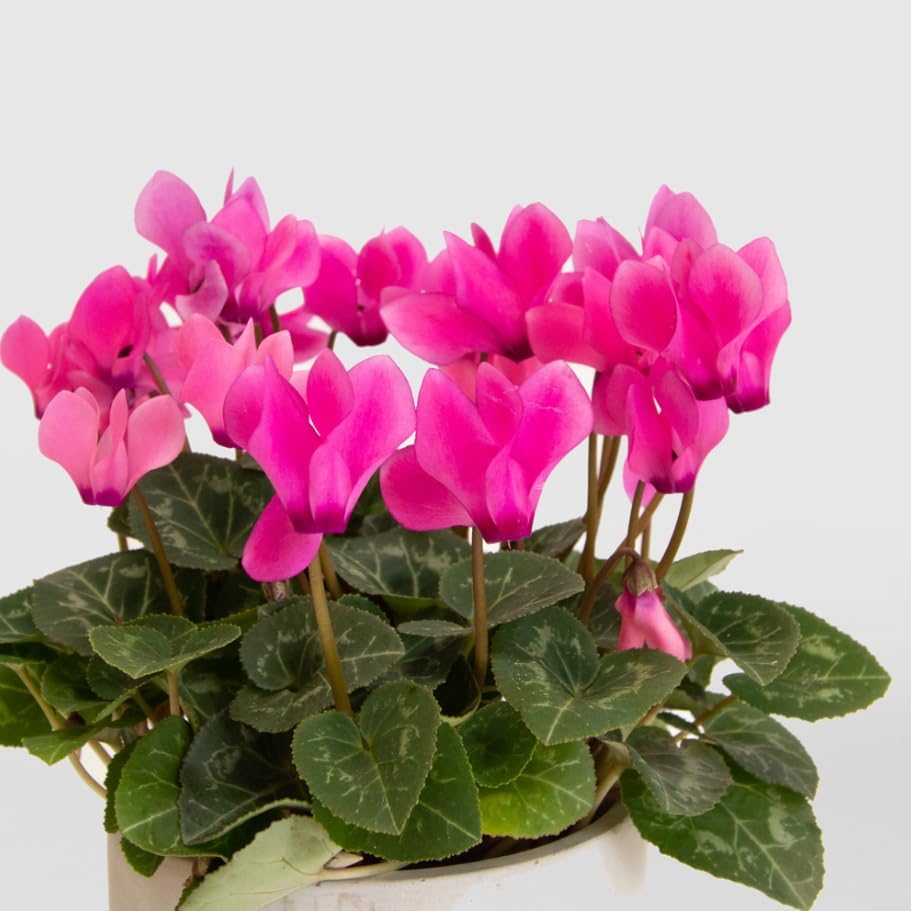 Cyclamen Plant Live Perennial Fowering Plant Persian Violet Shurb 4 Inch Pot, Winter Flowers (Pink Cyclamen Flowers)
