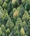 Green Forest Wallpaper Peel and Stick, Vintage Pine Trees Contact Paper, Summer Woodland Natural Wall Paper Self Adhesive Removable Waterproof for Bedroom Shelves Cabinet Drawer Table 17.5" x 118"