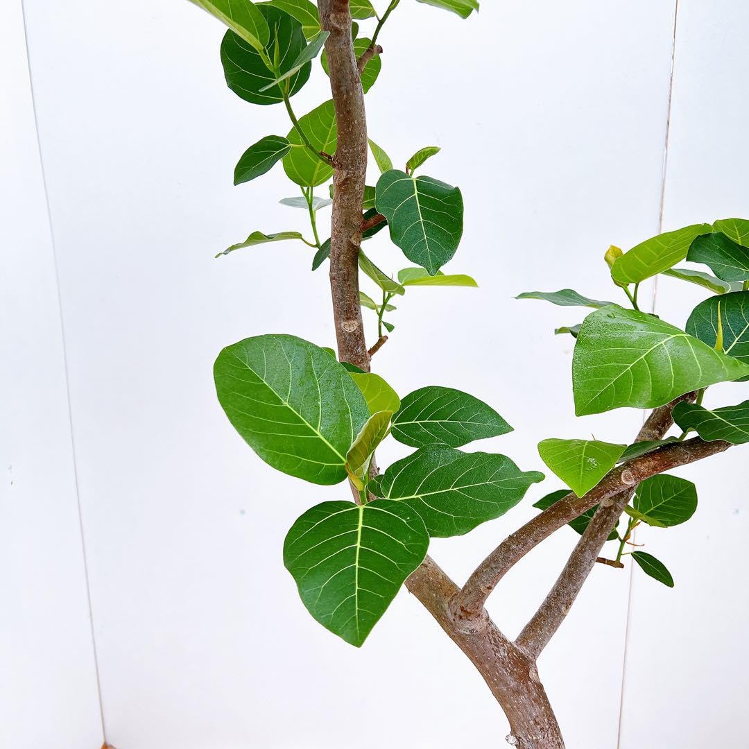 Amazon｜フィカス ゴムの木 グランディス ブラウン 34番 曲がり