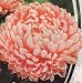 Aster Flower Seeds Yanina (peony) annuals from Ukraine