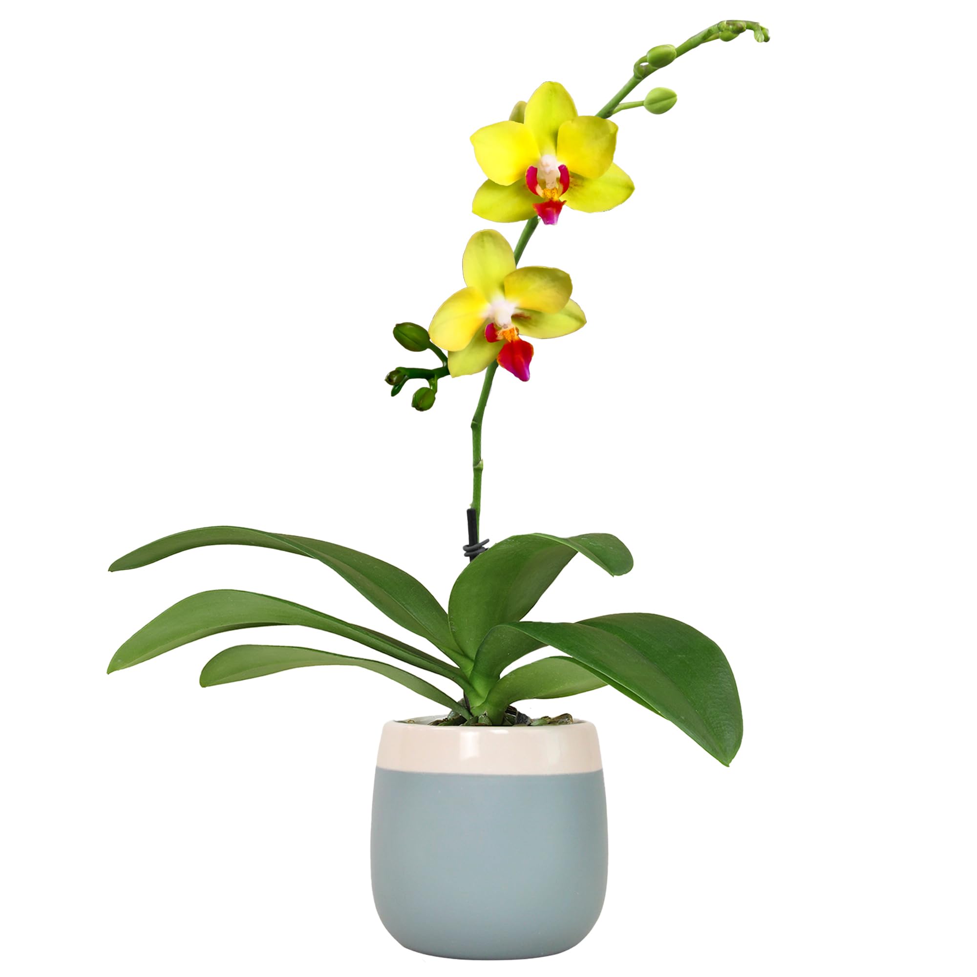 Plants for Pets Yellow Orchid