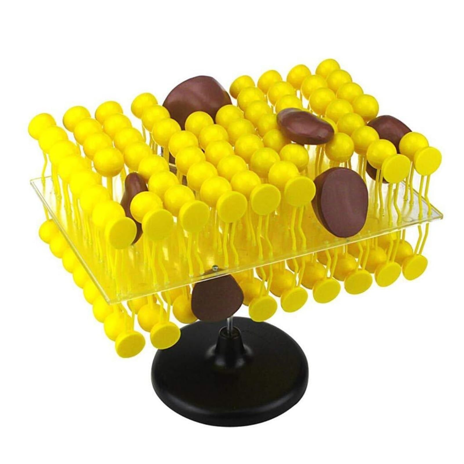 YNIYUJKL Cell Membrane Flow Mosaic Model Component,3D Lipid Bilayer Model,Cell Membrane Structure Anatomy Model For Biological Teaching Demonstration