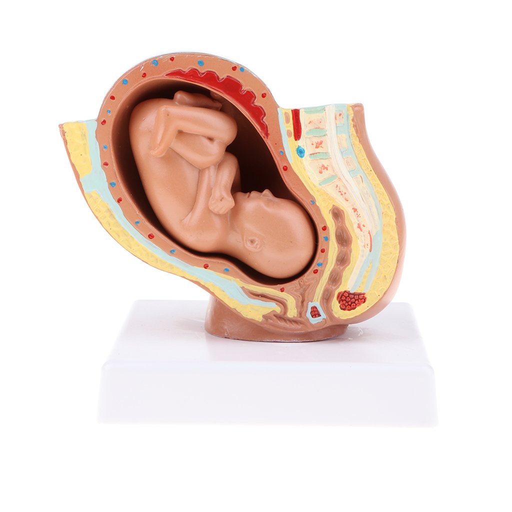 PNATOMY 胎児模型 約15cm PNATOMY 胎児模型 約15cm
