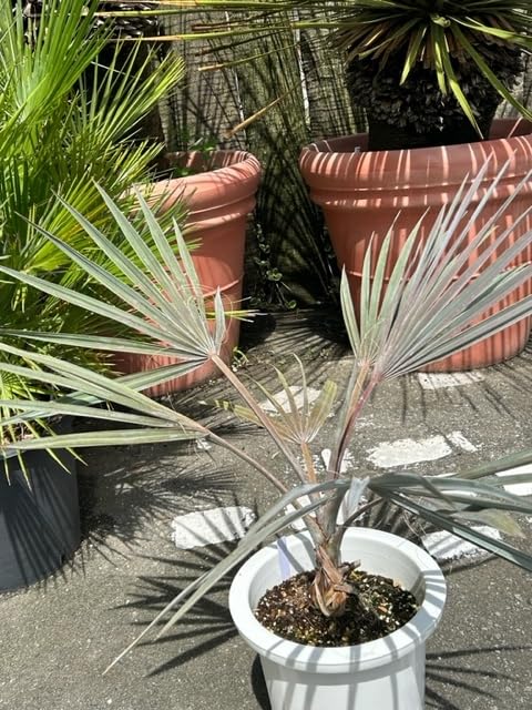 ヤシの王様　ビスマルキアノビリス　シルバー 希少なビスマルキアノビリスシルバーヤシの王様