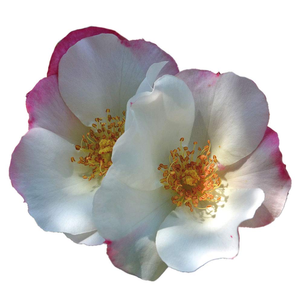Occhi di Fata®, rosa viva rifiorente di Rose Barni®, rosa in vaso di effetto massivo, con ricca fioritura bicolore da bianco latte al porpora. Cod 72070
