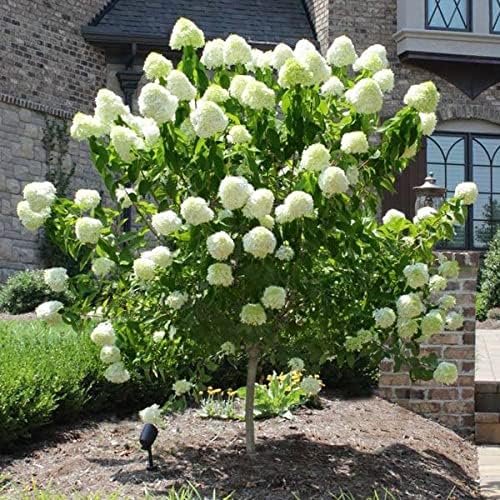 Brighter Blooms - Proven Winners® Limelight Hydrangea Tree, 4-5 ft. - No Shipping to AK, AZ, HI