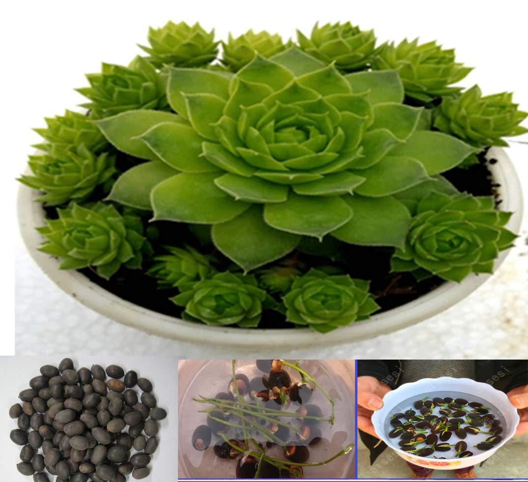 Hudgle Maa Lakshmi Deewali Pooja Lotus Seeds (20 Seeds Pack) (B07YZQVGQF) Amazon Price History, Amazon Price Tracker
