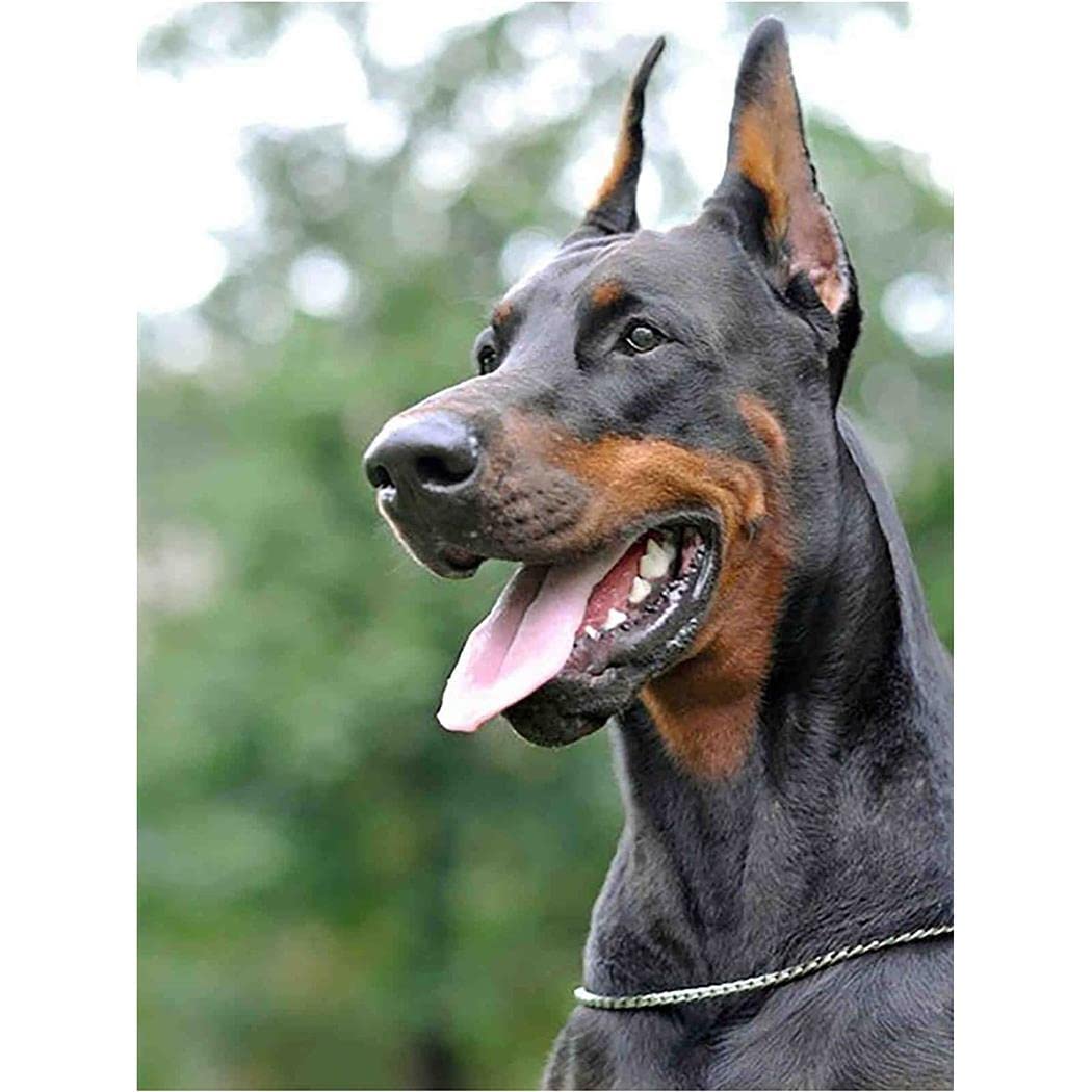 YSCOLOR Diamond Painting Cane Doberman – Kit Fai Da Te 30x40cm - 3