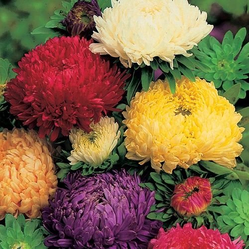 Creative Farmer Flower Seeds : Aster- Ducess Formula Mixed Seeds Of Flowering Plants Garden [Home Garden Seeds Eco Pack] Plant Seeds (B078RHD4SM) Amazon Price History, Amazon Price Tracker