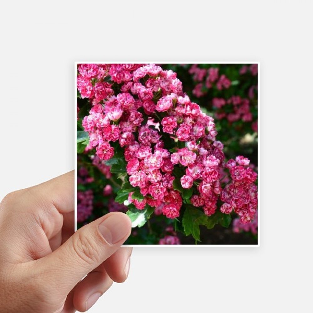Autocollant carré fleurs roses de 10cm pour personnaliser votre ordinateur et vos voyages