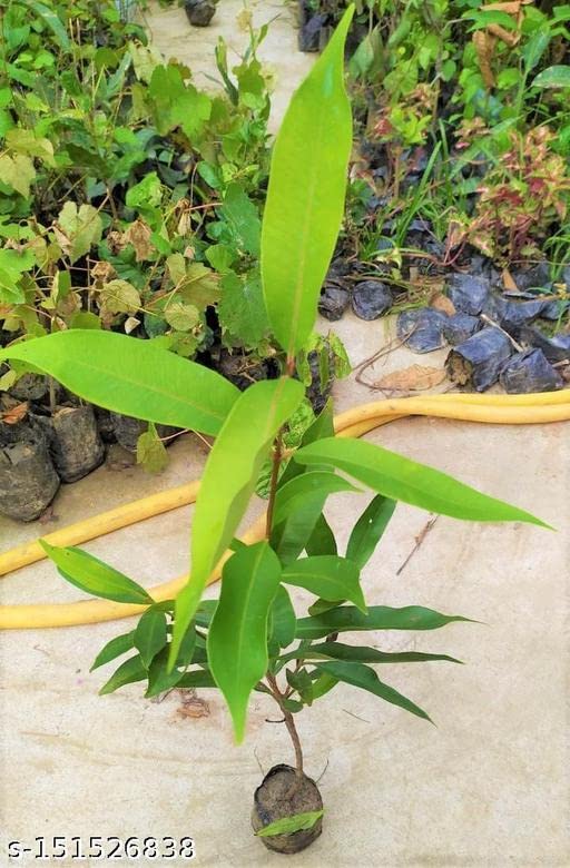Sarika Nursery Blacj jamun,Java plum, Jambul, Malabar plum plant-image-33